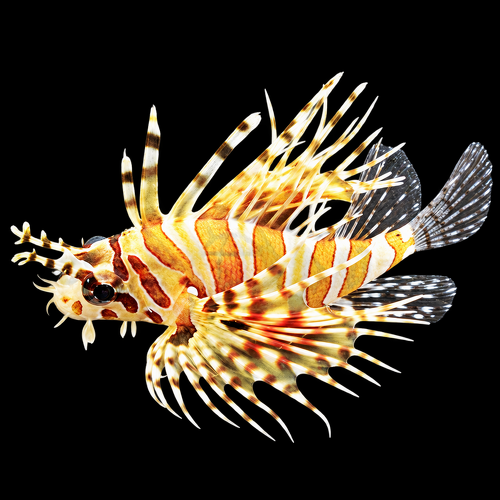 Dendrochirus zebra (Zebra Turkeyfish) L
