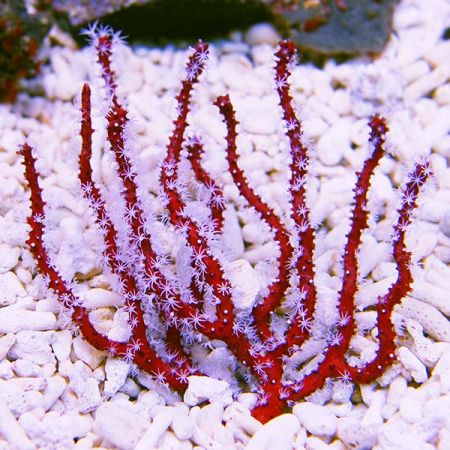 Diodogorgia nodulifera (Red finger gorgonian) M (Ong. 5-6 cm)