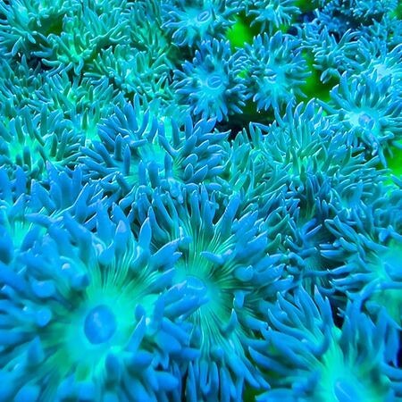 Duncanopsammia Ultra Green XL (8 - 10 koppen)