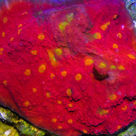 Echinophyllia (Chalice) Ultra red with yellow dots M (Ong. 6-7 cm)