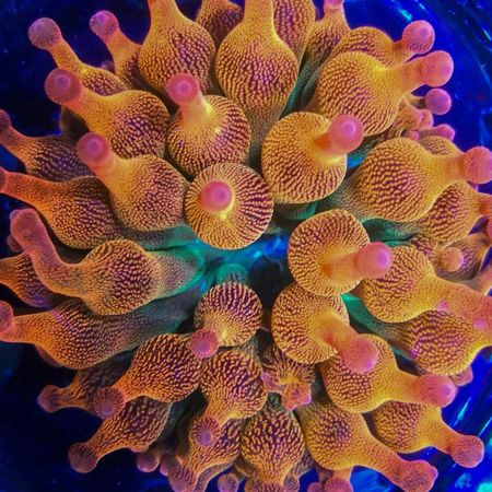 Entacmaea sunburst &ndash; Tepelanemoon S/M