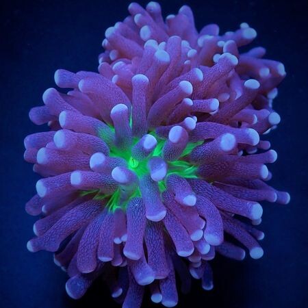 Euphyllia Cristata (Joker) (4 koppen)