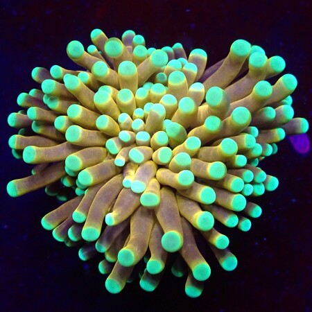 Euphyllia Cristata NYknicks (4 koppen)
