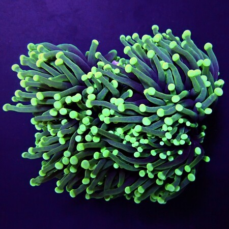 Euphyllia Cristata Ultra Green (5 koppen)