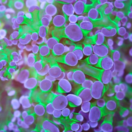 Euphyllia Frogspawn (Green / Purple) (3 koppen)