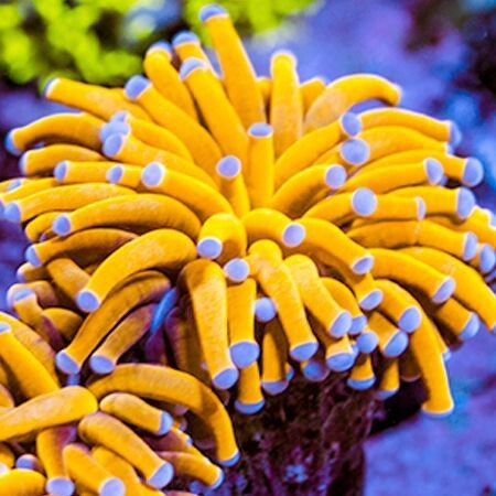 Euphyllia Glabrescens 24K Ultra Orange (4 koppen)