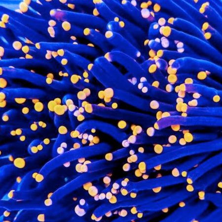 Euphyllia Glabrescens Black Torch (4 koppen)