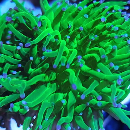 Euphyllia Glabrescens Blueberry Ultra Green met paars/blauwe tips (5 koppen)