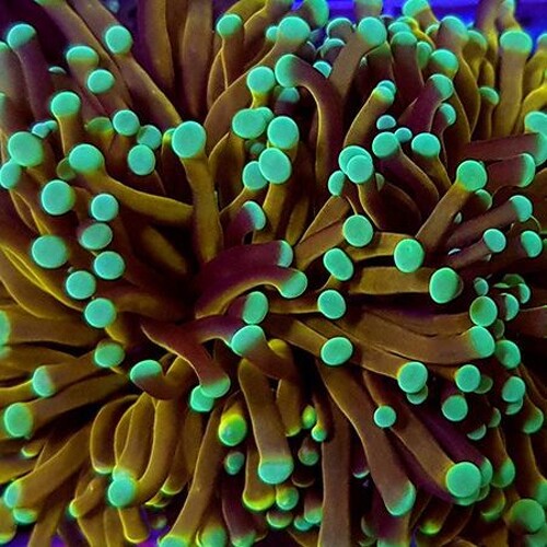 Euphyllia Glabrescens NYknicks (4 koppen)