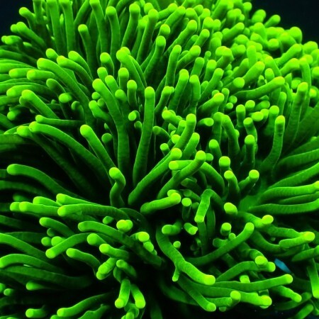 Euphyllia Glabrescens Ultra Green (2 koppen)