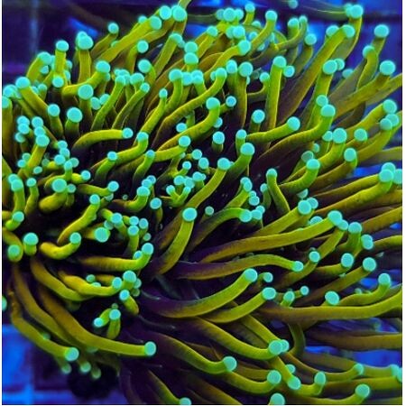 Euphyllia glabrescens Dragon Soul (5 koppen)
