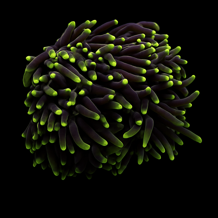 Euphyllia glabrescens (Green) (Premium) (2 koppen)