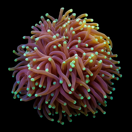 Euphyllia glabrescens (Orange-Yellow) (4 koppen)