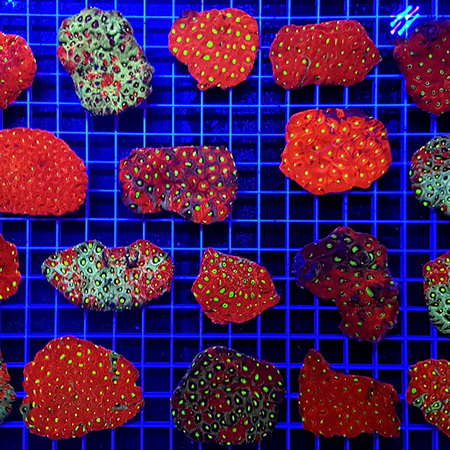 Favites Ultra War Coral L (6 - 8 cm) (Aanbieding!)