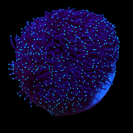 Galaxea Oculinidae L (Ong. 7-8 cm)