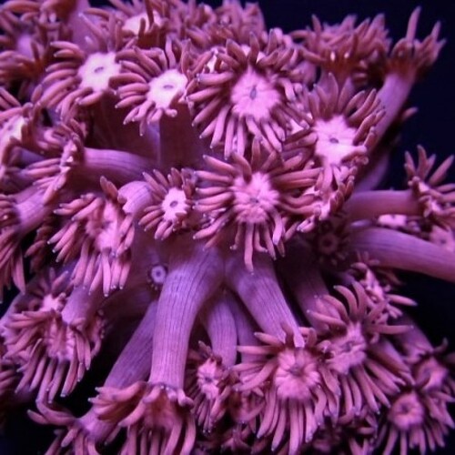 Goniopora Pink XL (10-11 cm)
