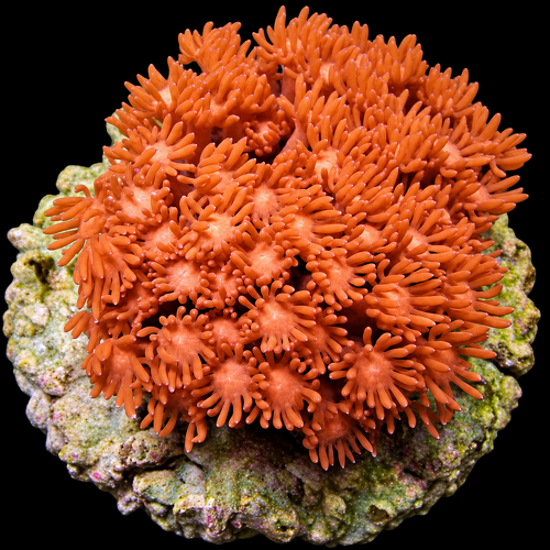 Goniopora Red (Premium) M (Ong. 6-7 cm)