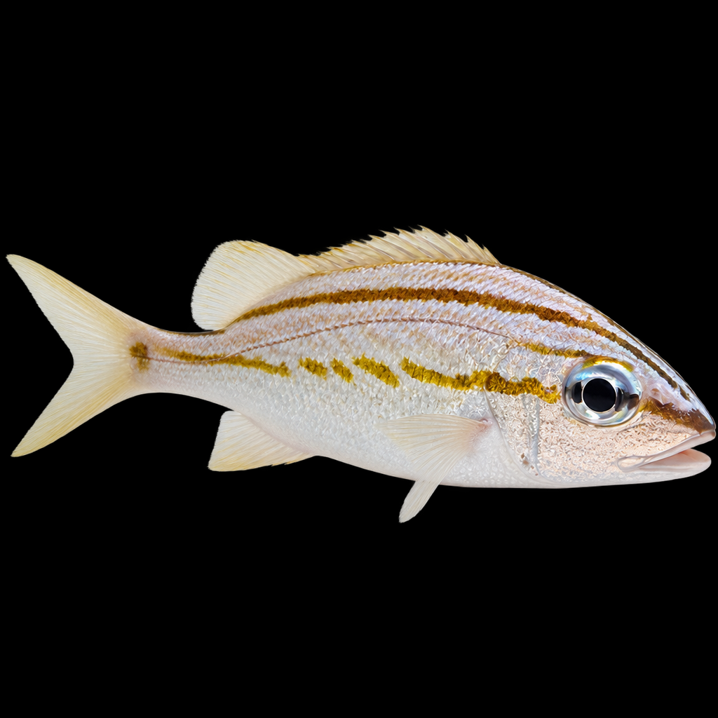 Haemulon flavolineatum (French grunt) L
