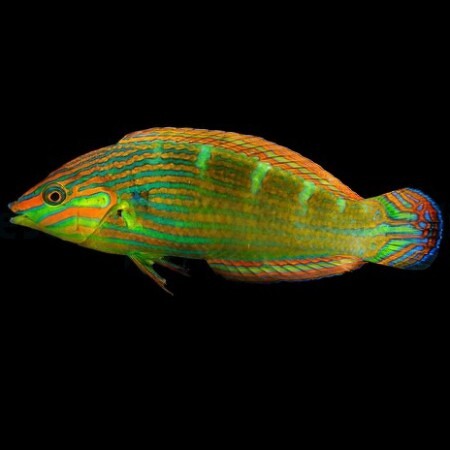 Halichoeres melanurus (Tail spot wrasse) L