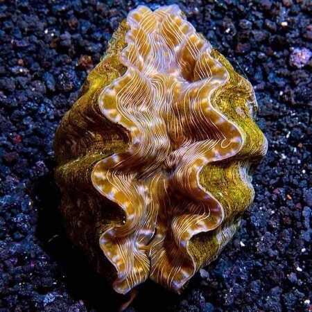 Hippopus Hippopus (14-15 cm)