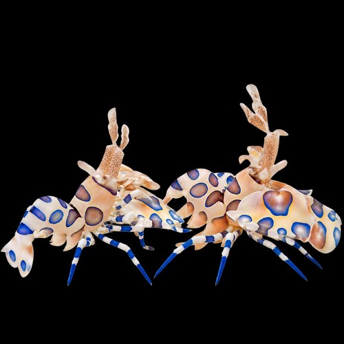 Hymenocera Picta (Harlekijngarnaal) (Paar)