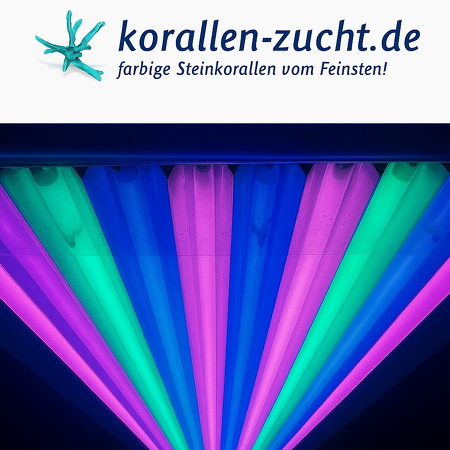 Korallen-Zucht T5 Great Barrier Turquoise 54 W