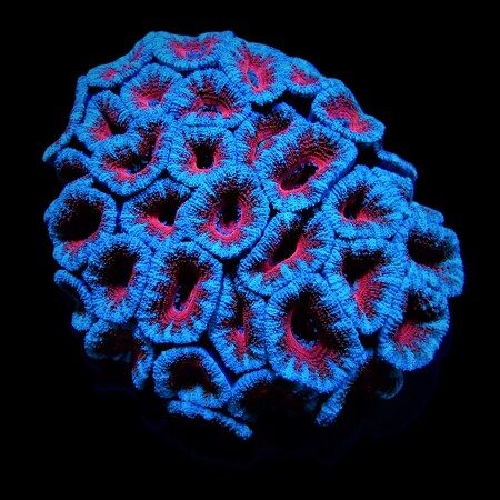 Micromussa Rood M (Ong. 6 -7 cm)