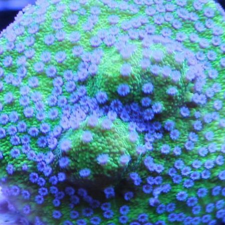 Montipora Blueberry L (Ong. 8-9 cm)