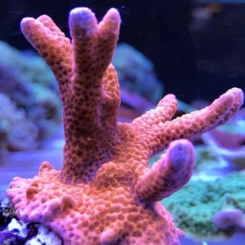 Montipora Digitata Rood XL (Ong. 10-15 cm)