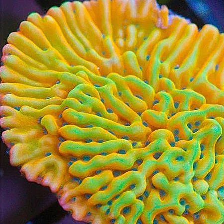 Montipora Kung Pao S (Ong. 4-5 cm)