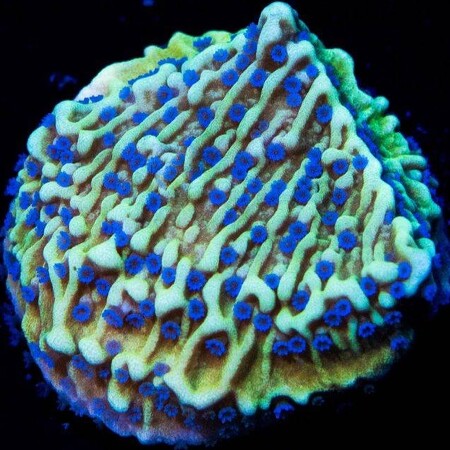 Montipora Palawanensis WWC Blue Polyp Montipora S (Ong. 4-5 cm)