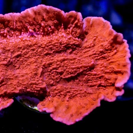 Montipora Rood S (Ong. 5-7 cm)
