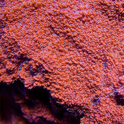 Montipora Snow Cap XL (Ong. 10-12 cm)