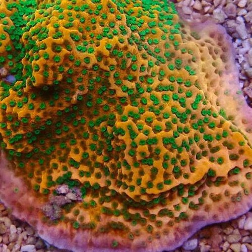 Montipora Tropic Thunder XXL (Ong. 12-15 cm)