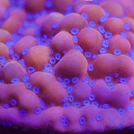 Montipora Tropicana Twister L (Ong. 8-9 cm) 