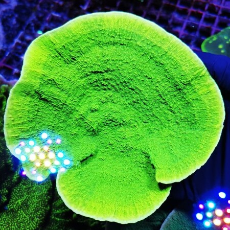 Montipora Ultra / Neon Groen XXL (Ong. 13-15 cm)