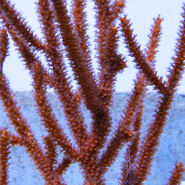 Muricea elongate (Rusty gorgonian) L (Ong. 7-8 cm)