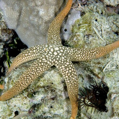 Nardoa Turbeculata M/L