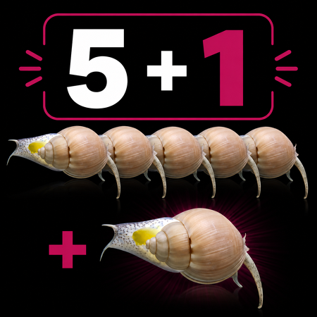 Nassarius grephiterus (Modderkruiper of mud snail)  (5 + 1 gratis)