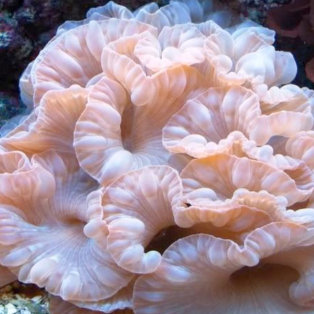 Nemenzophyllia Turbida (Fox Coral) L (Ong. 15 cm)