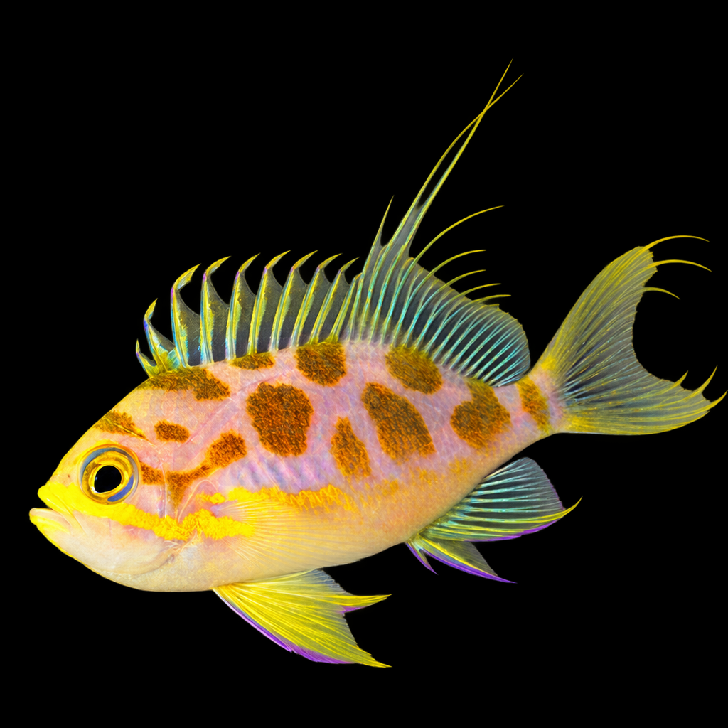 Odontanthias borbonius M