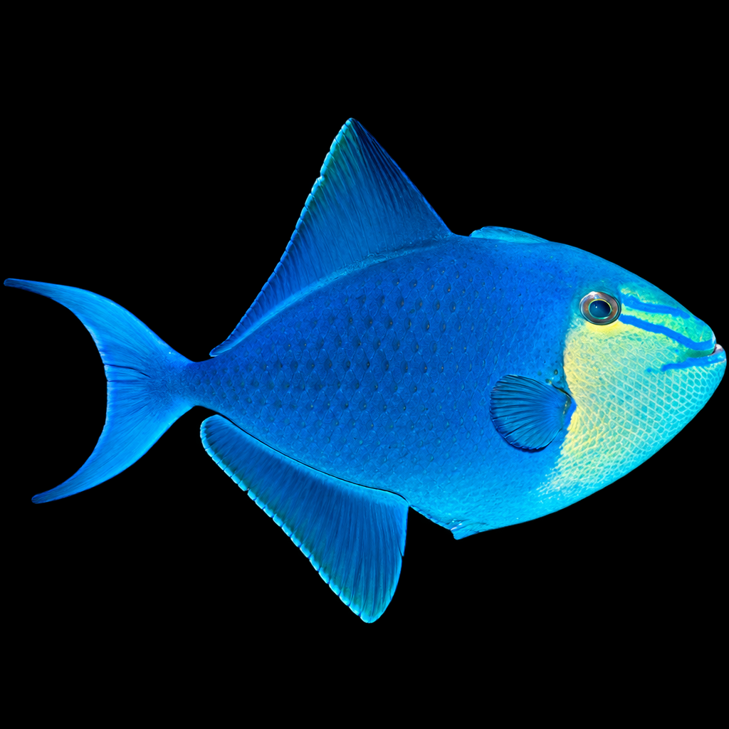 Odonus niger (Red-toothed Triggerfish) S
