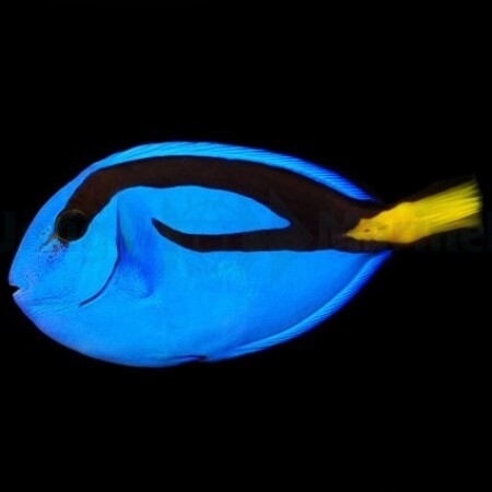 Paracanthurus hepatus / Blauwe doktersvis M