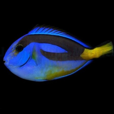 Paracanthurus hepatus (yellow belly) L