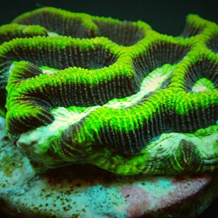 Platygyra Green (Maiz Brain coral) M (7-8 cm)