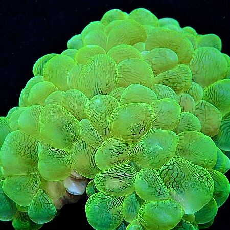 Plerogyra Sinuosa Ultra Green XL (Ong. 25 cm)