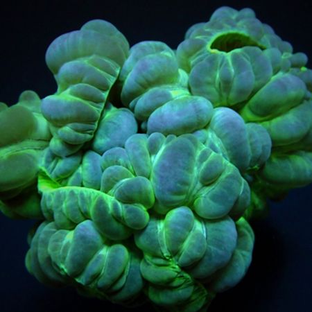 Plerogyra Turbida Ultra Green L (Ong. 9-10 cm)
