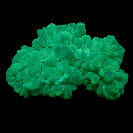 Plerogyra turbida Green (Fox Coral) L (Ong. 15 cm)