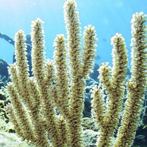 Plexaurella nutans (Large polyp gorgonian) XL (Ong. 9-10 cm)