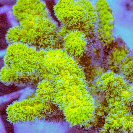 Pocillopora Spp Ultra Green L (Ong. 8-9 cm)